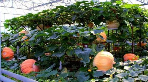 挂花吃瓜,夏日消暑新风尚