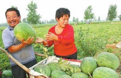 昭觉县吃瓜视频,揭秘当地民俗风情与美食文化