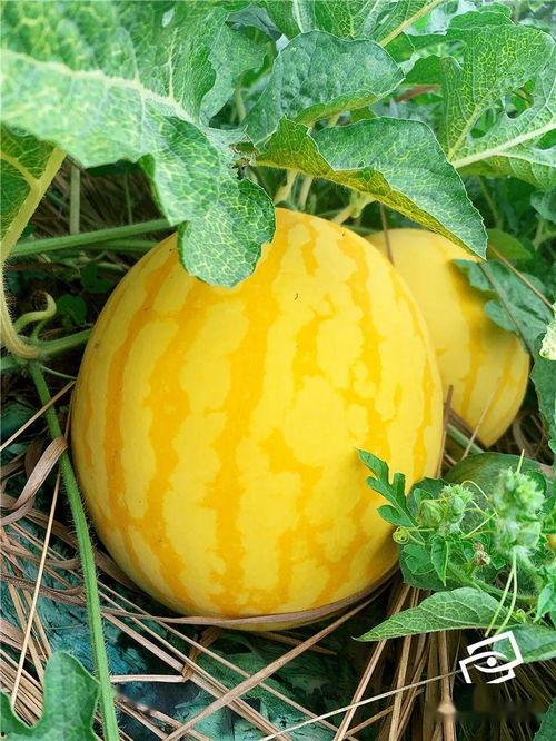 转运吃瓜,揭秘娱乐圈的幕后故事与趣味瞬间