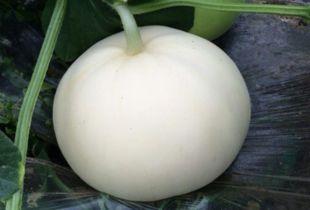 吃的梨瓜,探寻夏日清凉新宠