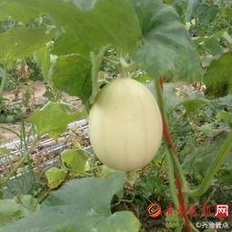 吃的梨瓜,探寻夏日清凉新宠