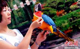 鹦鹉吃瓜计划,一场吃瓜大冒险