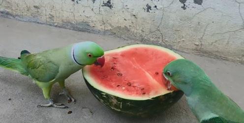 鹦鹉吃瓜计划,一场吃瓜大冒险