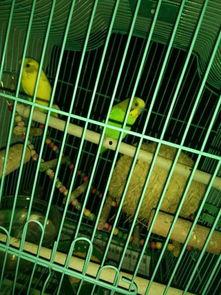 鹦鹉吃瓜计划,一场吃瓜大冒险