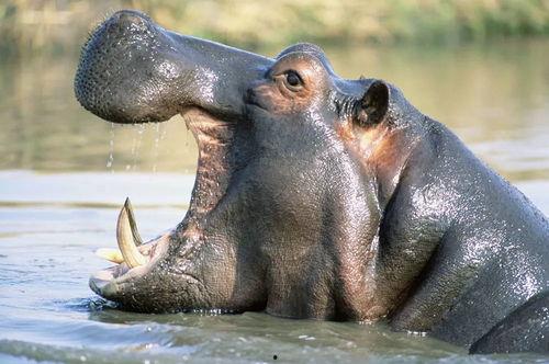 河马吃角瓜视频,角瓜成美食盛宴