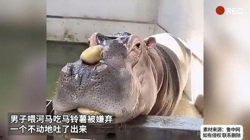 河马吃角瓜视频,角瓜成美食盛宴