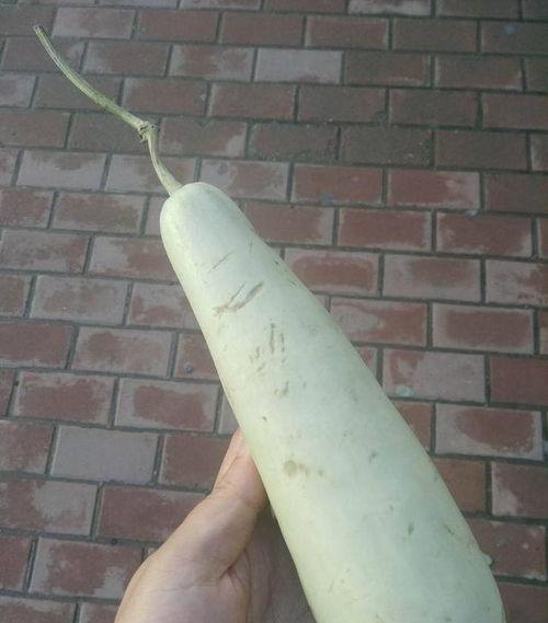 聚宝盆吃瓜,一场别开生面的吃瓜盛宴