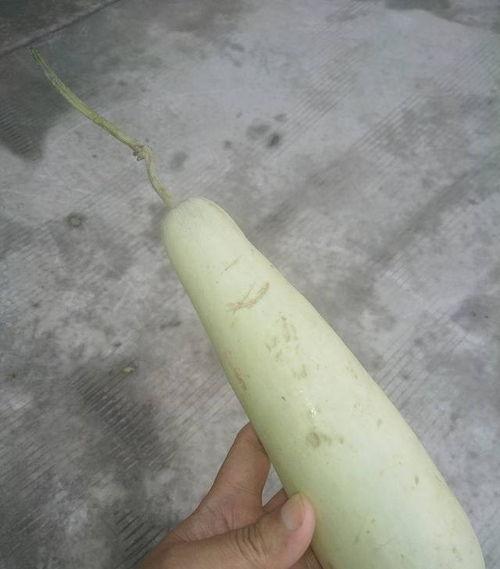 聚宝盆吃瓜,一场别开生面的吃瓜盛宴