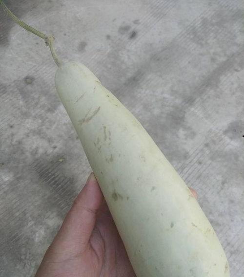 聚宝盆吃瓜,一场别开生面的吃瓜盛宴