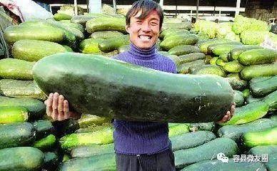 吃瓜群众种的瓜,揭秘吃瓜群众种植的瓜果传奇