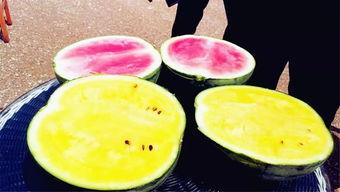 海南吃瓜爆料,揭秘当地美食背后的故事