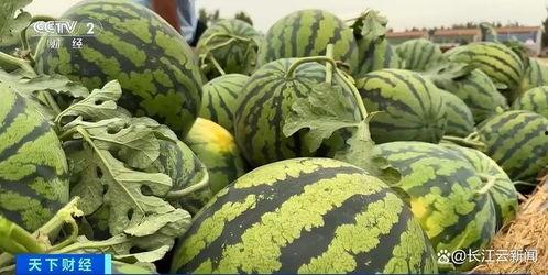 夏邑上树吃瓜,上树吃瓜的悠闲时光