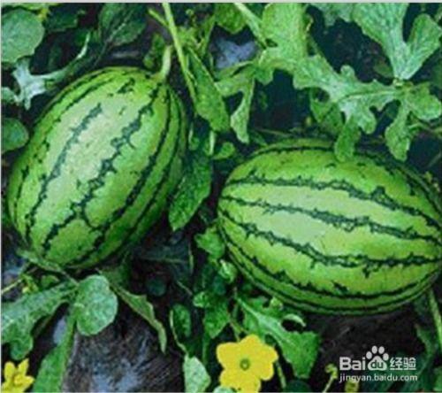 被吃的瓜,揭秘那些被津津乐道的瓜中秘密