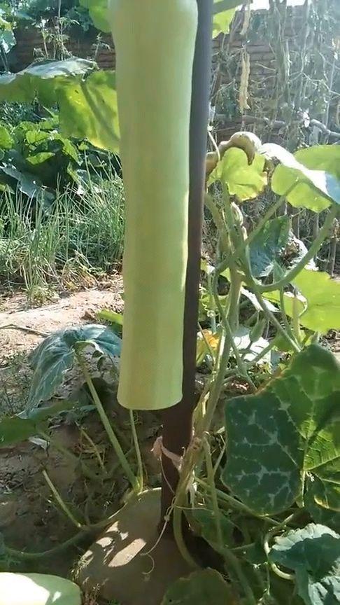 大砍瓜怎么吃,探索美味新境界