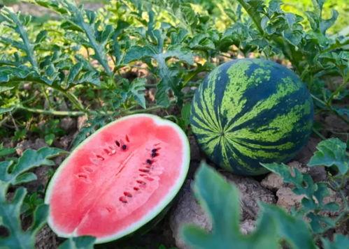 利华吃瓜,揭秘娱乐圈背后的那些事儿