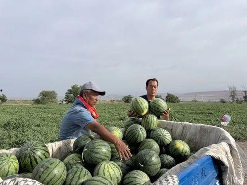 吃瓜安国,揭秘网络热点的背后故事