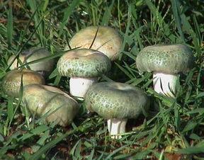 吃瓜的野生菌,揭秘吃瓜者的菌类世界