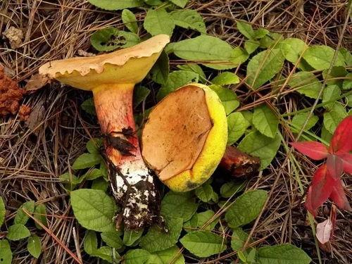 吃瓜的野生菌,揭秘吃瓜者的菌类世界