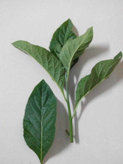 树瓜叶子可以吃吗怎么吃,树瓜叶子的食用方法与营养价值揭秘