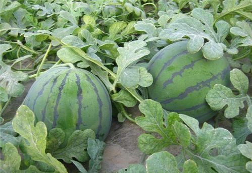 时瓜怎吃,解锁夏日清新口感