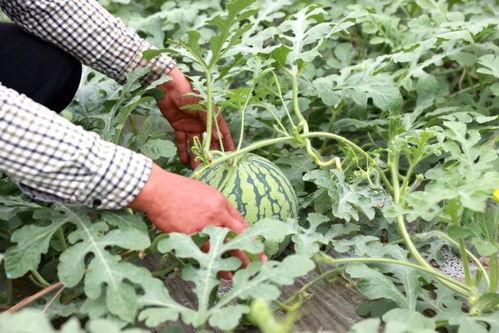 手心吃瓜,品味生活百态