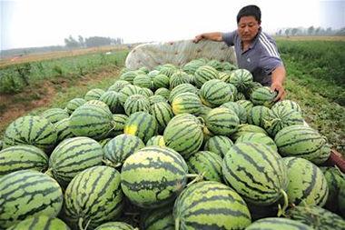 吃瓜超有料青岛,青岛美食探秘之旅